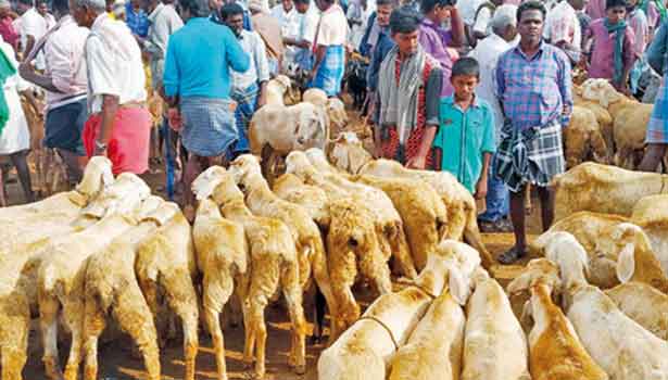 202011132006016156_Tamil_News_Tamil-News-Rs-2-crore-goats-sold-in-Ayyalur-Market_SECVPF