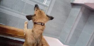 இரவு நேரத்தில் திருடர்கள் போல் வந்து நாய்களைப் பிடித்து துன்புறுத்தல்: